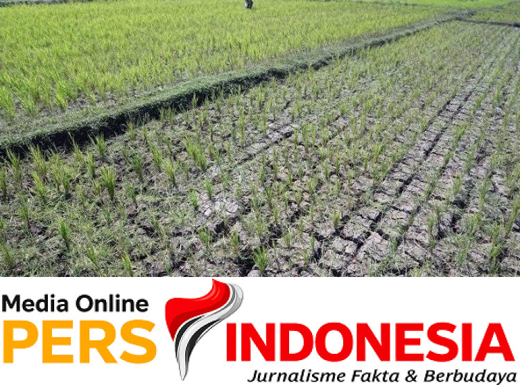Ket poto: Salah satu sawah yang gagal panen akibat kekeringan Ket poto: Salah satu sawah yang gagal panen akibat kekeringan