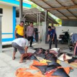 Ket poto: Petugas Satpolairud Polres Jembrana mengamankan 11 ekor ikan Pari Mobula yang sudah dipotong-potong dalam kondisi mati di Banjar Munduk, Desa Pengambengan, Kec. Negara, Jembrana, Jumat (9/10/2026). Ket poto: Petugas Satpolairud Polres Jembrana mengamankan 11 ekor ikan Pari Mobula yang sudah dipotong-potong dalam kondisi mati di Banjar Munduk, Desa Pengambengan, Kec. Negara, Jembrana, Jumat (9/10/2026).