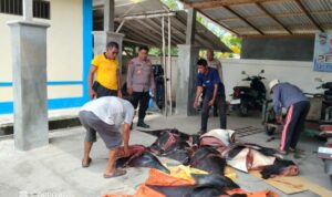 Ket poto: Petugas Satpolairud Polres Jembrana mengamankan 11 ekor ikan Pari Mobula yang sudah dipotong-potong dalam kondisi mati di Banjar Munduk, Desa Pengambengan, Kec. Negara, Jembrana, Jumat (9/10/2026).
