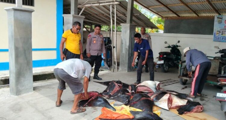 Ket poto: Petugas Satpolairud Polres Jembrana mengamankan 11 ekor ikan Pari Mobula yang sudah dipotong-potong dalam kondisi mati di Banjar Munduk, Desa Pengambengan, Kec. Negara, Jembrana, Jumat (9/10/2026). Ket poto: Petugas Satpolairud Polres Jembrana mengamankan 11 ekor ikan Pari Mobula yang sudah dipotong-potong dalam kondisi mati di Banjar Munduk, Desa Pengambengan, Kec. Negara, Jembrana, Jumat (9/10/2026).