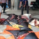 Ket poto: Saat pihak kepolisian mengamankan barang bukti Pari Mobula di Kantor Satpolairud di Pengambengan Ket poto: Saat pihak kepolisian mengamankan barang bukti Pari Mobula di Kantor Satpolairud di Pengambengan
