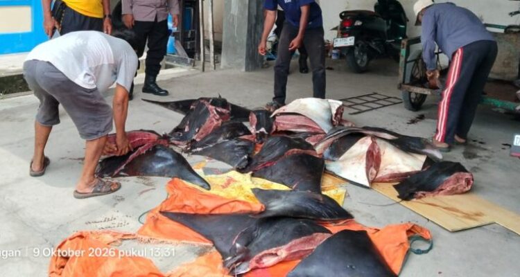 Ket poto: Saat pihak kepolisian mengamankan barang bukti Pari Mobula di Kantor Satpolairud di Pengambengan
